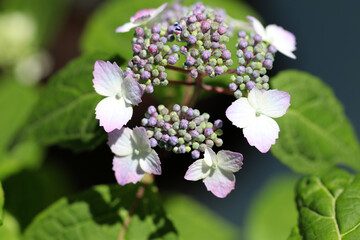 Ajisai (Hydrangea), pastel white  and pink young blooming flower head, closeup macro photograph.