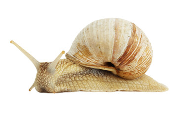 Garden snail with shell isolated on white background.