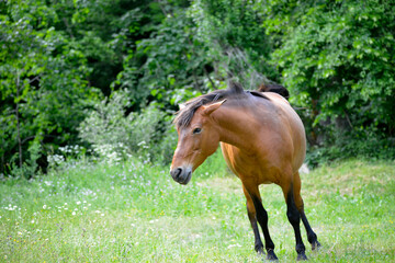brown horse graze in a field in the summer