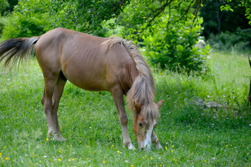 Obraz na płótnie Canvas brown horse graze in a field in the summer