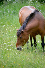 brown horse graze in a field in the summer