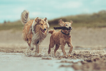 Spielende Hunde am Wasser Collie Langhaar und Cocker Spaniel