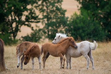 Poney dans leur prairie