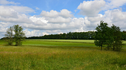 Frühlingslandschaft mit Wiesen und Feldern am Waldrand unter blauem Wolkenhimmel  