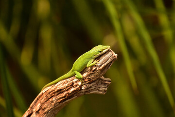 Brilliant Kelly Green Lizard Resting on a Tree Branch