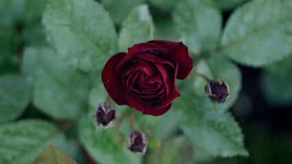 Róża (Rosa L.) Czerwona
