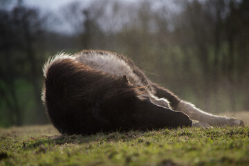 Poney dans leur prairie
