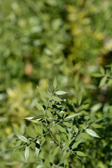 Spiny butchers broom