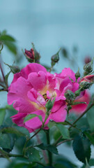Róża (Rosa L.) Różowa