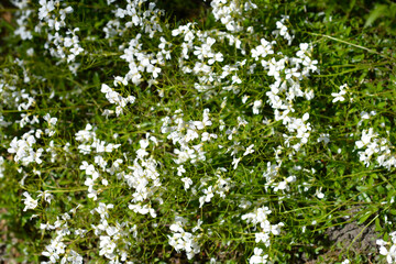 Spreading rock cress
