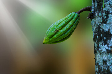 close-up photo of green light brown fruit on blur background and white sunlight effect