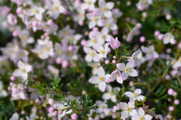 Narrow-leaved boronia Pink Star