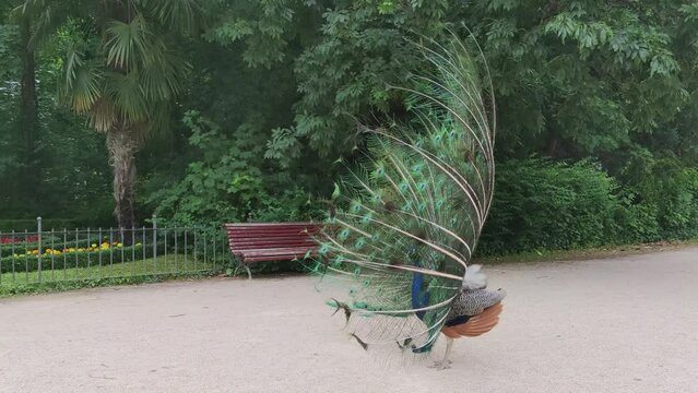 Hermoso y majestuoso pavo real mostrando las coloridas plumas de su cola durante la &eacute;poca de apareamiento en el Campo Grande de Valladolid, Espa&ntilde;a