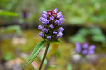Selfheal flower in the garden, close-up