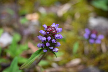 Selfheal flower in the garden, close-up 4