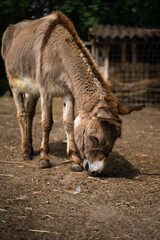 Donkey in a petting zoo grazing