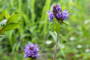 Selfheal flowers in the field