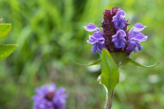 Selfheal flower in the field, close-up