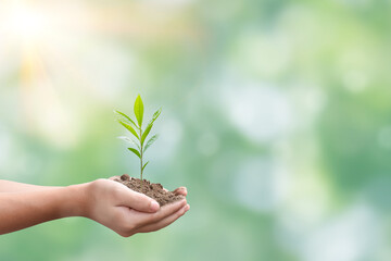 Hand holding seedling over blurred green nature background. Concept of plant growth and eco friendly