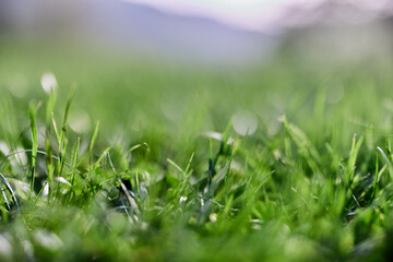 Green grass in spring, close-up photo