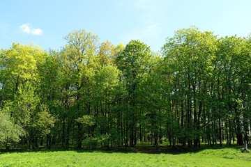 Fototapeta na wymiar green forest and blue sky, natural bright background. beautiful summer landscape with green foliage trees, sunny day. spring summer season
