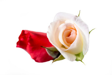 White and red rose isolated on white