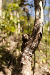 squirrel in the tree