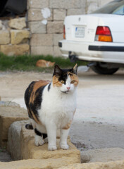 Portrait of street cat. Serious cat  looking straight to the camera. Maltese cats. Stray cats