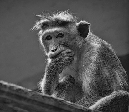 Rhesus monkey in black white sitting on a branch and nibbling his hand. animal photo