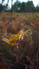 Macro de feuilles de foug&egrave;res, aux teintes orang&eacute;es, mises en valeur par la lumi&egrave;re du soleil couchant