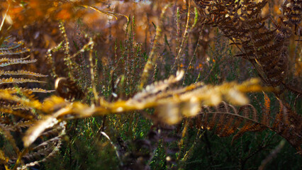 Macro de feuilles de fougères, aux teintes orangées, mises en valeur par la lumière du soleil...