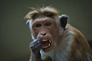 Rhesus monkey sitting on a branch and peeing in his teeth. animal photo of a mammal
