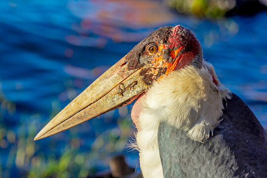 Marabu