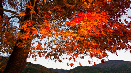紅葉もみじのグラデーションがきれいな風景背景　　バックイメージ　きれいな青空ともみじ狩り