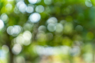 Fototapeta premium Abstract green nature bokeh background. blurred bokeh from natural leaves.