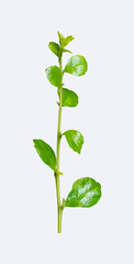 Fresh green leaves branch isolated on white background clipping path include.