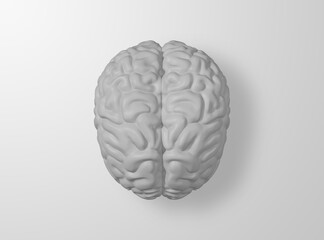 White Human brain on white background, 3d Rendering Image.