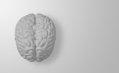 White Human brain on white background, 3d Rendering Image.