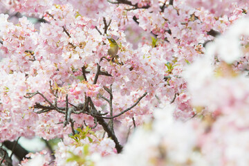 桜とメジロ