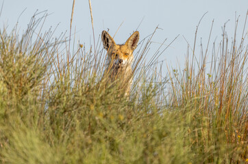 A fox, in an open field in the dunes of Hadera Park, Israel