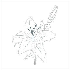 Lily flowers. Blooming lily. Silhouette of lily flowers isolated on white background. Vector illustration.
