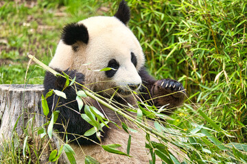 big panda sitting eating bamboo. Endangered species. Black and white mammal