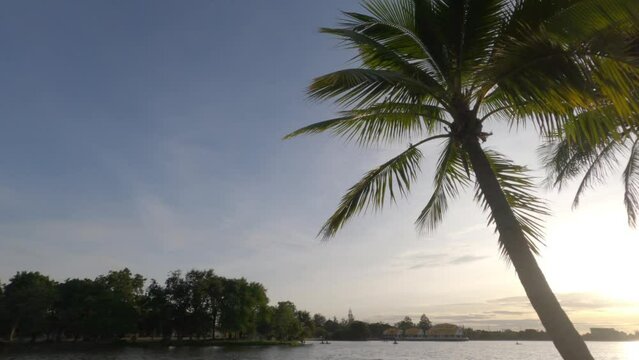 coconut trees by the lake at sunset