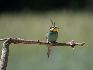 bee eater perched on branch