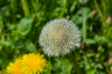 Dandelion with seeds on a grassy lawn close-up