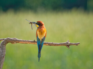 bee eater perched on branch