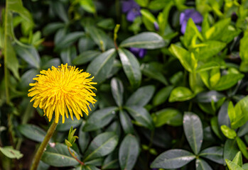 Dandelion in periwinkle leaves. Yellow dandelion flower. Close. Spring green. Spring mood.