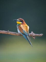Bee-Eater on a branch

