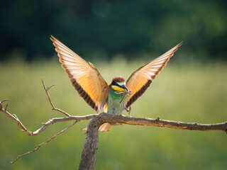 Bee-Eater
