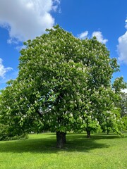 blooming chestnut tree in the green field